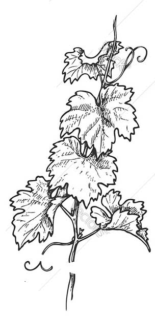 California White Sage and Grape Leaves ring with vintage green sapphire