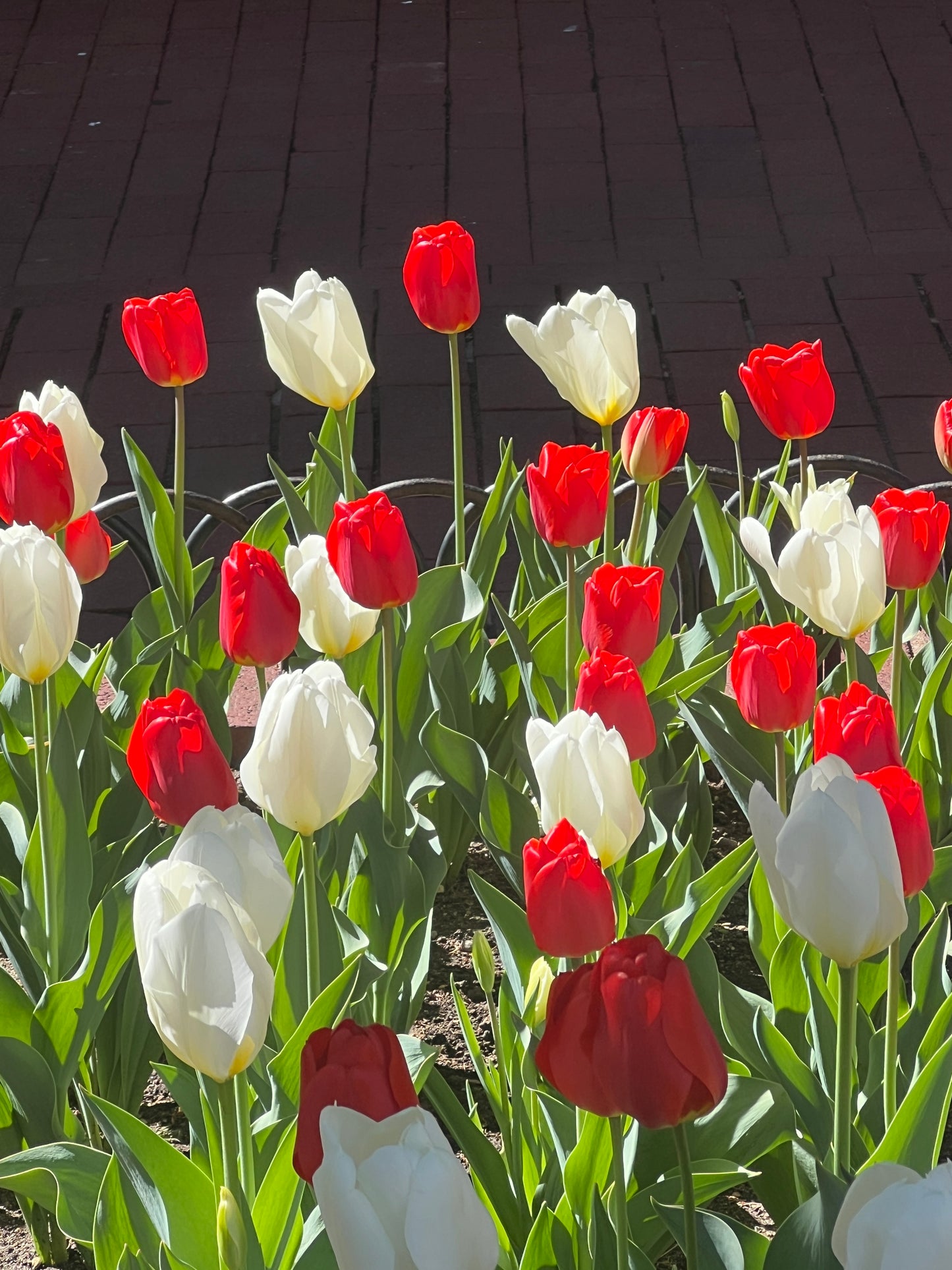 Gold Fill keshi pearls and ruby drop 'Tulip' earrings and necklace set 'Springtime on the Pearl Street Mall 2026'